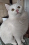 Персийска чинчила, снежно бяла, 5 мес., снимка 6