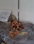 Продавам Йоркширско териерче, снимка 3