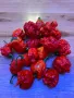 Carolina Reaper Каролина Рипер, снимка 2