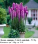 Лилав лиатрис (Liatris spicata) - лилав и бял; грудки, снимка 1
