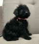 пудел / мини пуделчета, снимка 5