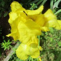 Перуника/Ирис - 4 цвята, снимка 4 - Градински цветя и растения - 45667814