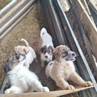 Българско овчарско куче, снимка 5 - Каракачанска овчарка - 45558672