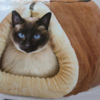 Функционално, сгъваемо одеяло-легло за домашни любимци, снимка 1 - За котки - 45818628