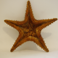 Голяма морска звезда, снимка 3 - Декорация за дома - 44987849