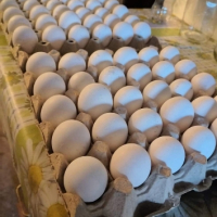 продавам оплодени яйца от Бял легхорн , снимка 8 - Кокошки и пуйки - 44949131