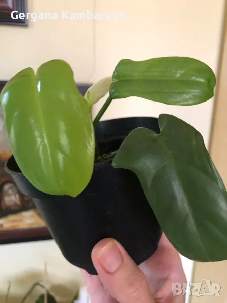 Philodendron Golden Violin, снимка 1