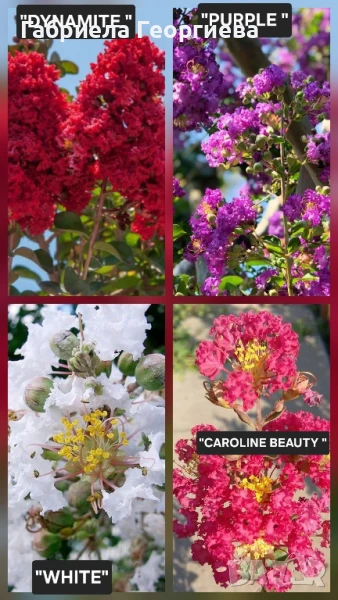 Индийски люляк , снимка 1