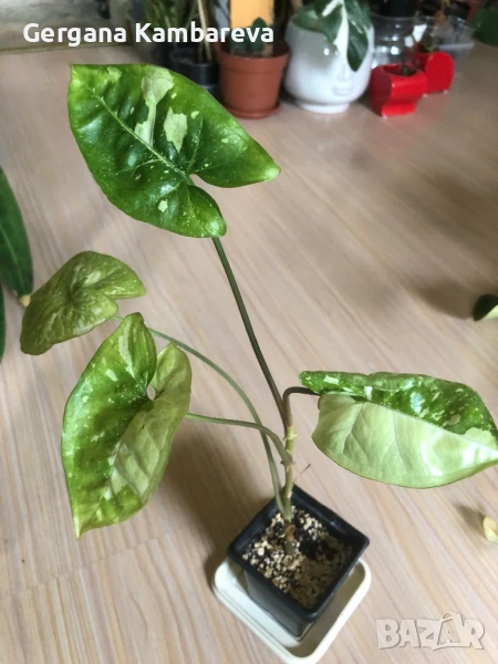 Syngonium Panda Galaxy , снимка 1