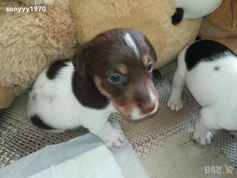 ДЖАК РЪСЕЛ-250ЛВ ЗА КУТРЕ 2409251049, снимка 1