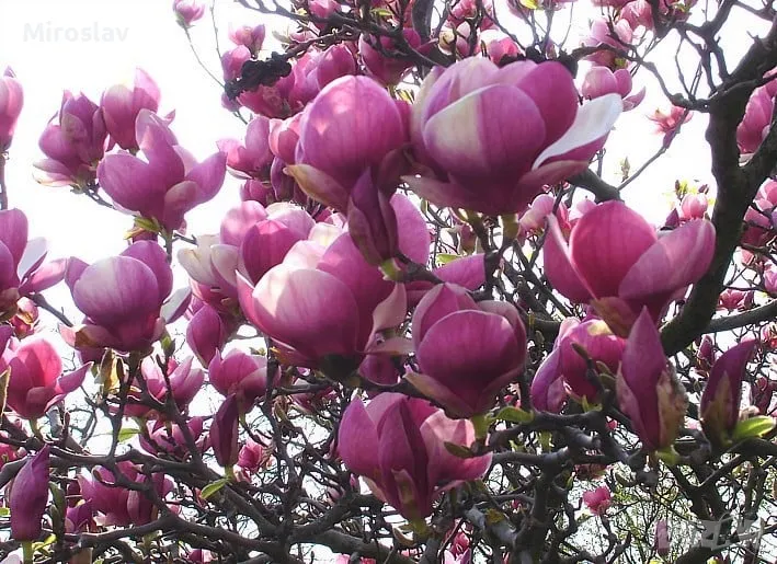 Магнолия Рустика Рубра, снимка 1