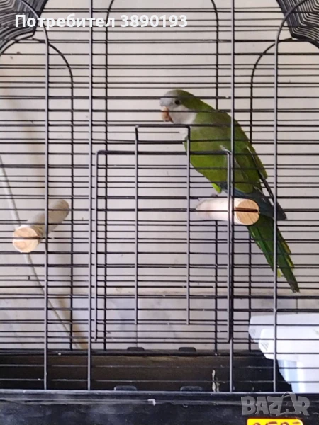 Папагал монах, снимка 1