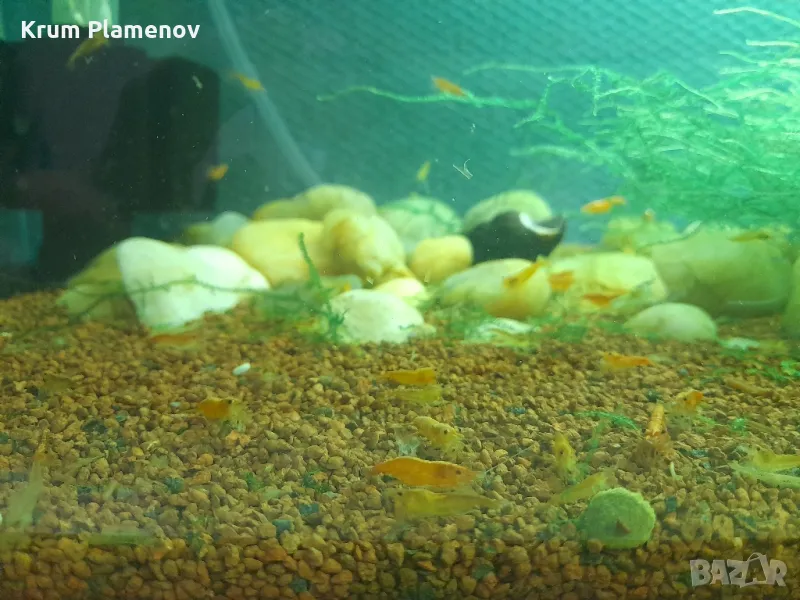 скариди и разстения, снимка 1