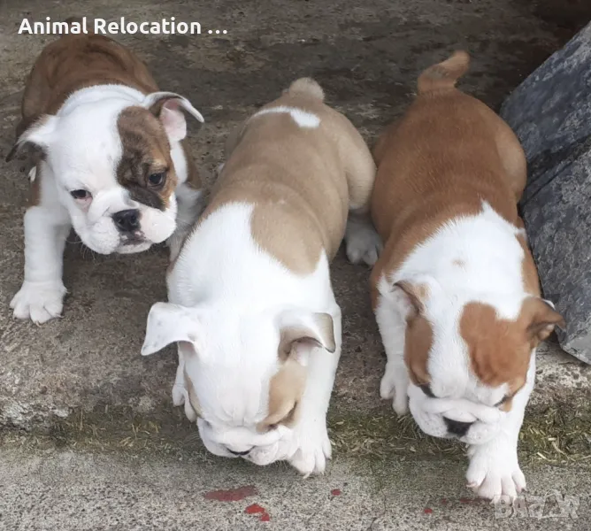 English bulldog puppies ready for sale, снимка 1