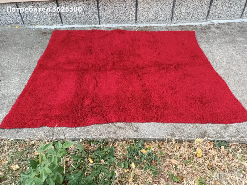 Китеник вълнен , снимка 1