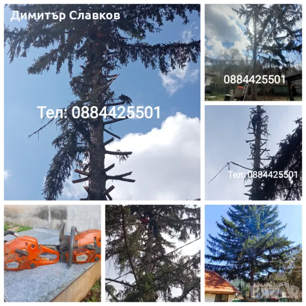 Рязане на опасни дървета,Кастрене,Косене,Почистване на дворове,парцели,места,градинки, снимка 1