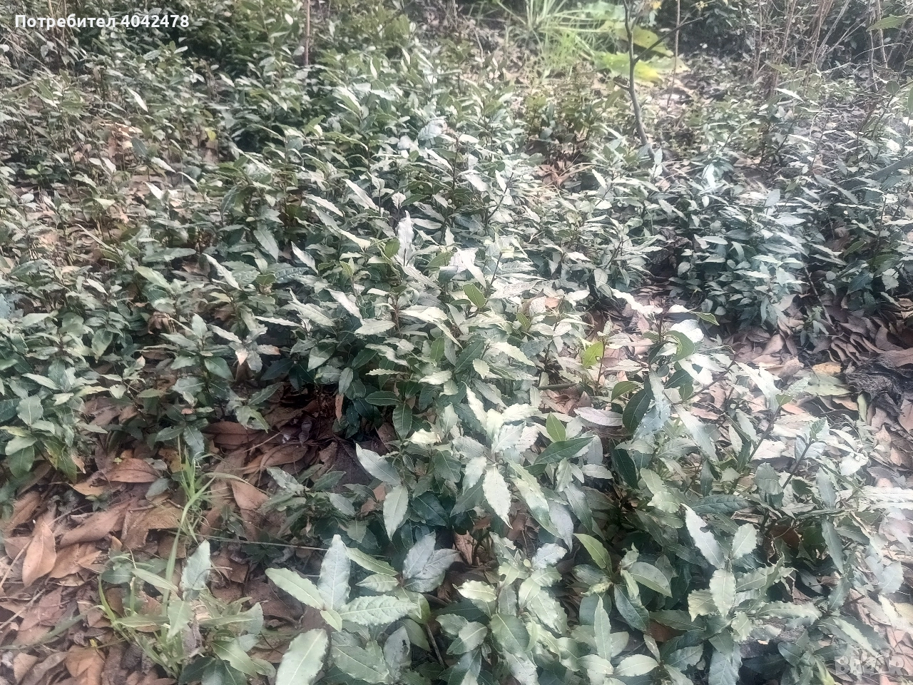 фиданки дафинов лист, снимка 1