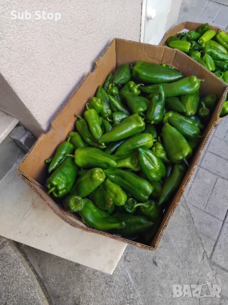 Краставици , Чушки , Домати (за лютеница, снимка 1