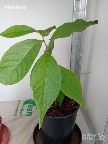 Asimina triloba - Индиански банан, снимка 1
