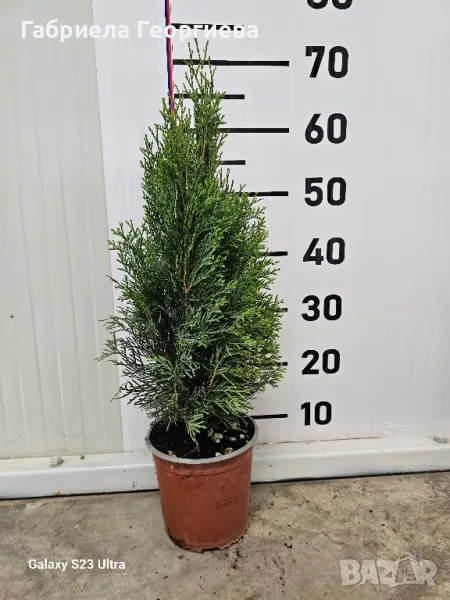 Западна туя "Смарагд ", снимка 1