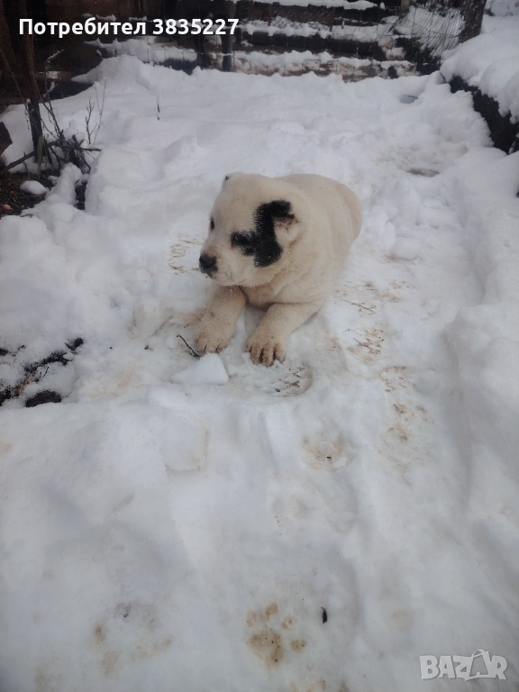 САО-Алабай , снимка 1