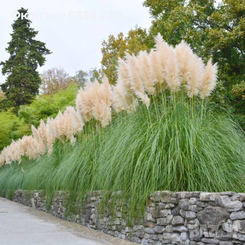 Кортадерия- Пампаска трева ПРИ ПОКУПКА НА 3 БРОЯ 1 БРОЙ ПОДАРЪК, снимка 3 - Разсади - 36164365