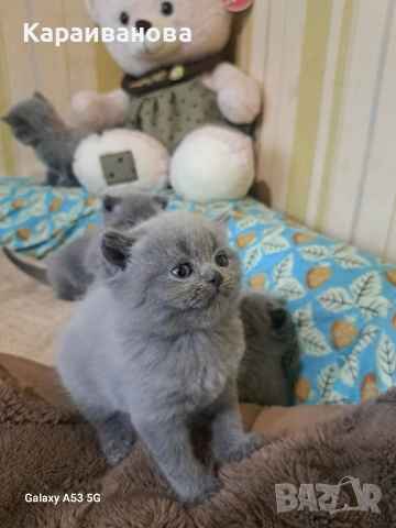 Британски сини колорпойнти , снимка 11 - Британска късокосместа - 53753333