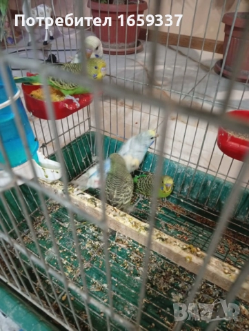 Млади Вълнисти папагали , снимка 4 - Папагали - 52690304