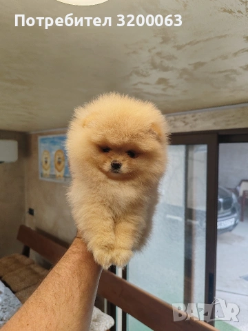 Померан мини женско , снимка 7 - Померан - 54288210