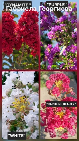 Индийски люляк 