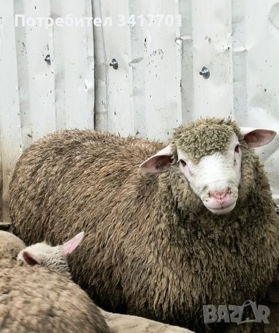 Коч Ил дьо Франс , снимка 2 - Овце - 45820601