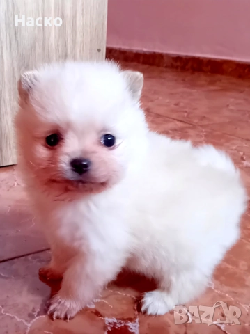 Померански шпиц, снимка 8 - Померан - 52949658