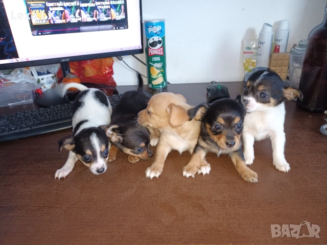 кученца кръстоста мини пинчер/чихуахуа