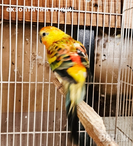 Продавам 3 двойки Пойни папагали , снимка 5 - Папагали - 52678971