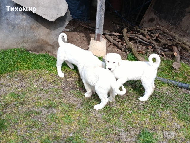 Алабай , снимка 12 - Алабай - 53407632