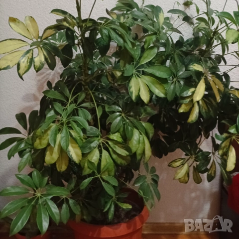 Дърво 🍋 и шефлера 10 годишни, снимка 3 - Стайни растения - 53396736