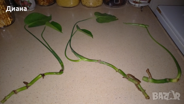 Филодендрон, снимка 3 - Стайни растения - 51200766