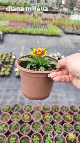 ореопсис Злато и Бронз, Coreopsis grandiflora UpTick™ Gold & Bronze, студоустойчив и многогодишен, снимка 11 - Градински цветя и растения - 54071950