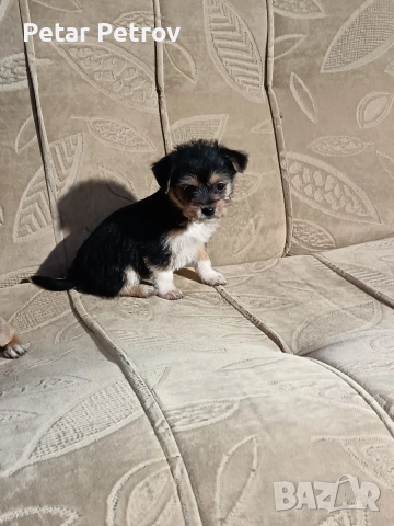 мини чиху пинчер , снимка 13 - Пинчер - 52813031