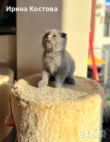 Малки клепоухи Британчета, снимка 8 - Британска късокосместа - 52920418