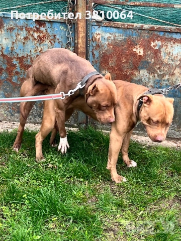 Чистокръвни Питбули Red Nose със родословие, снимка 3 - Питбул - 53367853