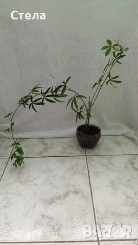 Сциндапсус, Индрише, Пасифлора, Бенджамин и други стайни цветя , снимка 15 - Стайни растения - 48091125