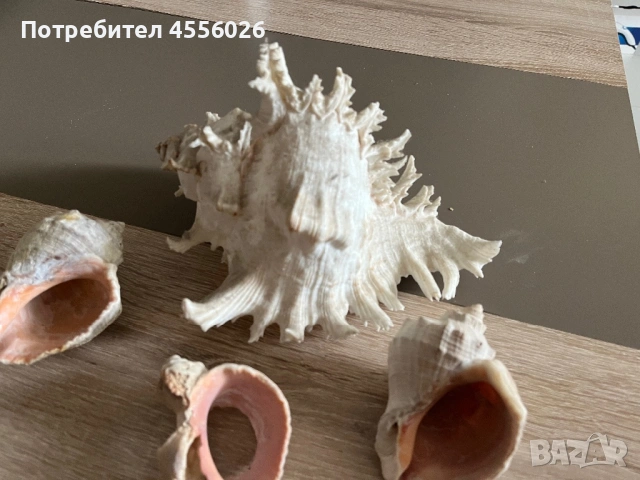 Продавам рапани много красиви, снимка 5 - Декорация за дома - 54170515