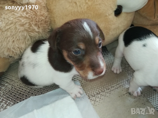 ДЖАК РЪСЕЛ-250ЛВ ЗА КУТРЕ 2409251049