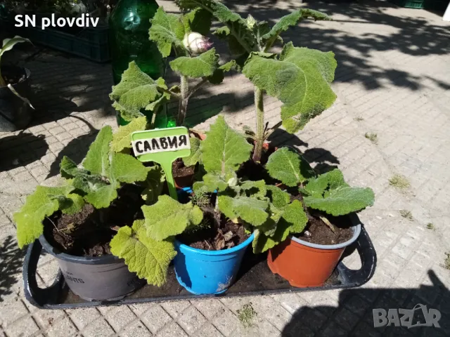 Салвия скларея, снимка 3 - Градински цветя и растения - 50397950