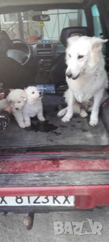 Швейцарска бяла овчарка, снимка 5 - Бяла овчарка - 52263236