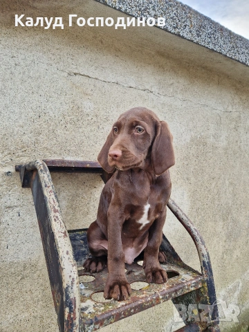 Продавам кученца