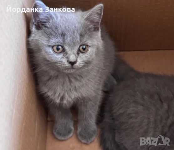Британски късокосмести котета, снимка 1