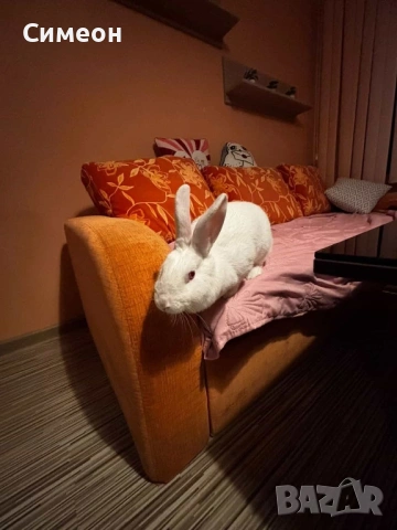 Зайче на година заедно с клетката си, снимка 6 - Декоративни зайчета - 54086905