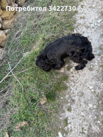 Куче за трюфели, снимка 11 - Кокер шпаньол - 52734730